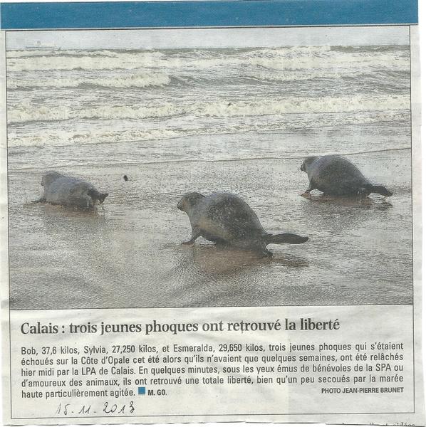 Calais : trois jeunes phoques ont retrouvé la liberté