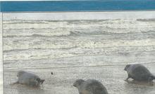 Calais : trois jeunes phoques ont retrouvé la liberté