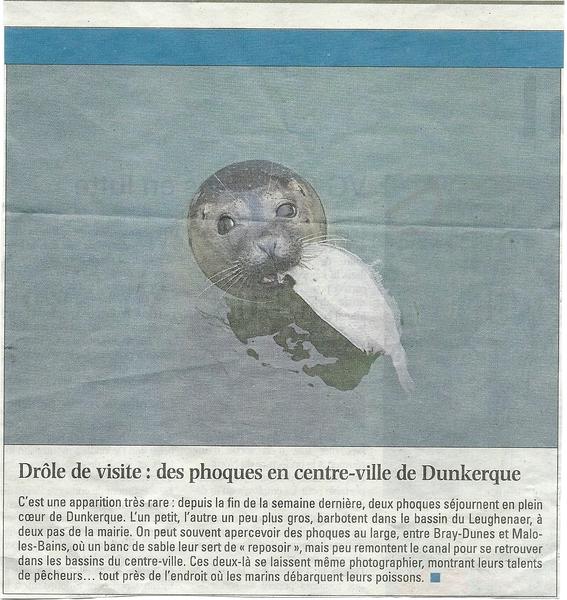 Des phoques à Dunkerque ...