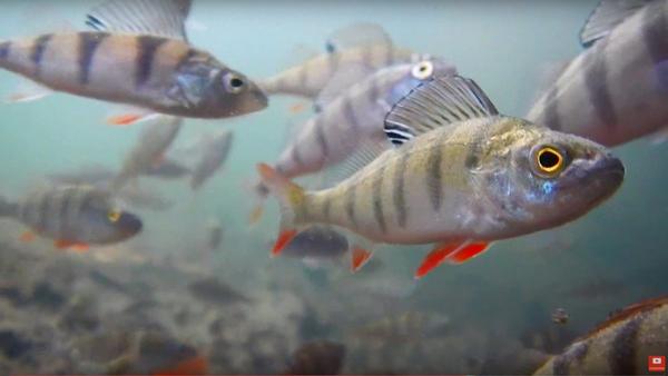 Les secrets de la Deûle” : le film qui prouve qu'il y a bien une vie aquatique dans le canal lillois